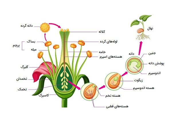 پاورپوینت فصل 9 تولید مثل جنسی در گیاهان دانه دار